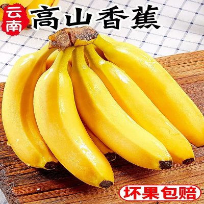 云南高山香蕉9斤