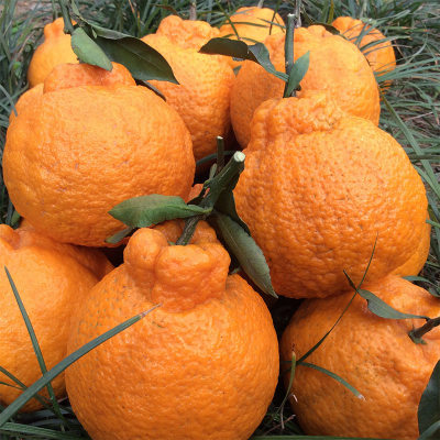 丑橘 四川不知火柑丑八怪橘子新鲜水果粑粑柑10斤装大果