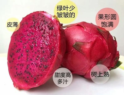 金都一号红心火龙果 不催熟零添加 原生态树上熟农家果园直摘 大果4-6个净重4.5斤
