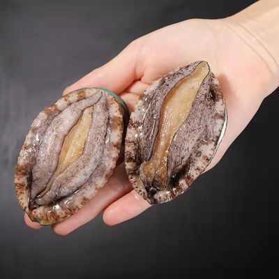 冷冻鲜鲍 24头约2斤