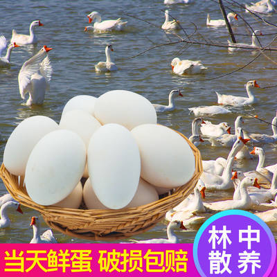 鹅蛋 土鹅蛋新鲜鹅蛋农家杂粮喂养鹅蛋6/12枚装