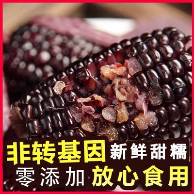 贝朗熊甄选黑糯玉米 150g*10根